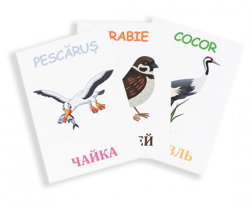 Păsări thumb-image 5