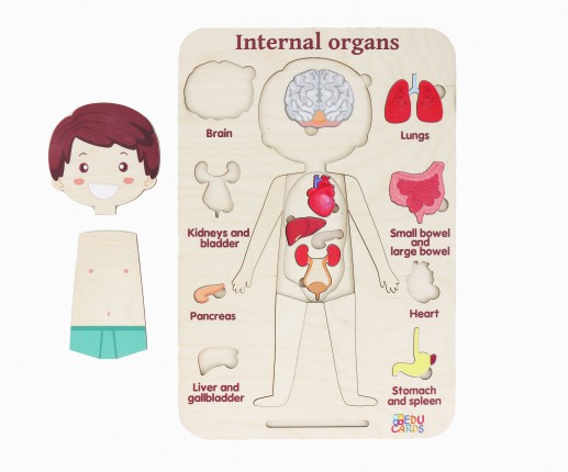 Organele interne - băiețel thumb-image 3