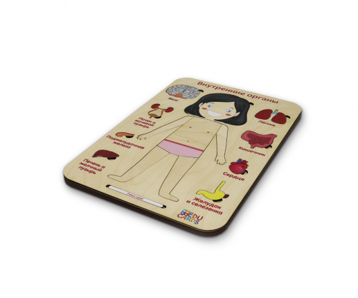 Organele interne - fetiță thumb-image 4