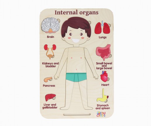 Organele interne - băiețel thumb-image 2
