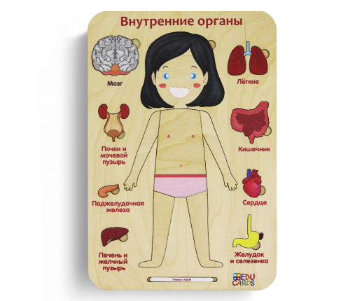 Organele interne - fetiță thumb-image 2