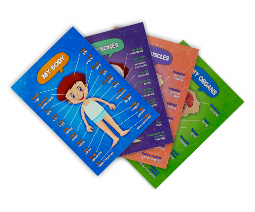 SISTEMELE ANATOMICE – BĂIAT