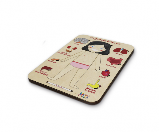 Organele interne - fetiță thumb-image 3