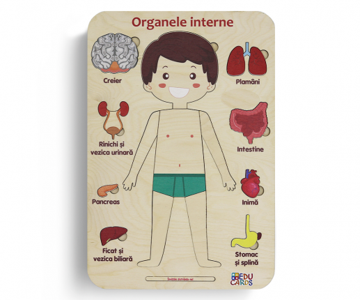 Organele interne - băiețel