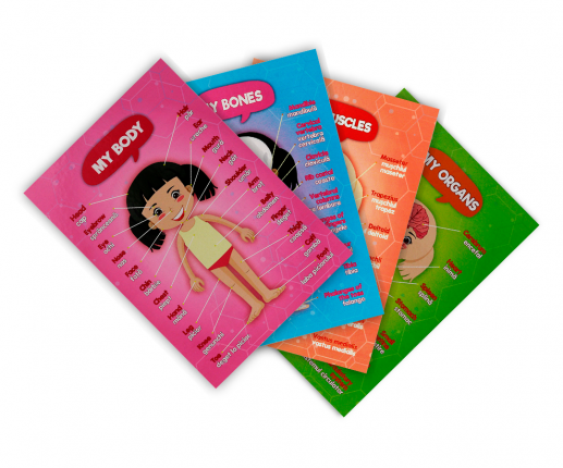 Sistemele anatomice - fetiță