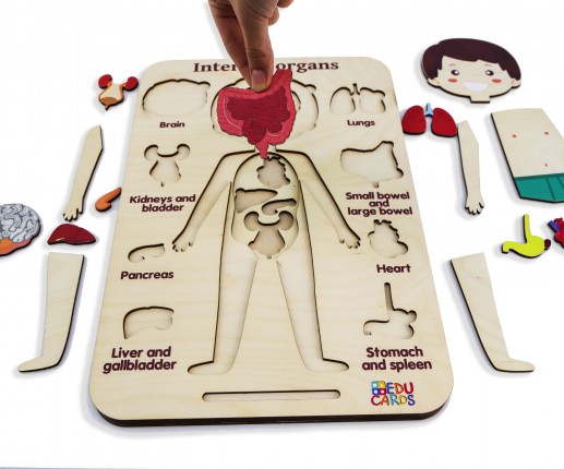 Organele interne - băiețel thumb-image 4