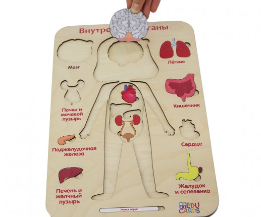 Organele interne - fetiță thumb-image 7